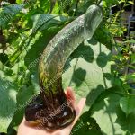 DV GIẢ GẮN TƯỜNG DÁNG CONG